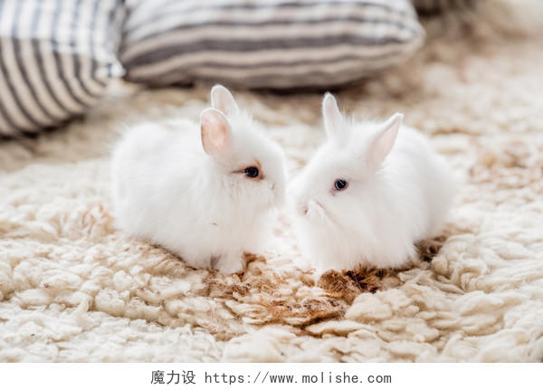 可爱白色小兔子的特写图片